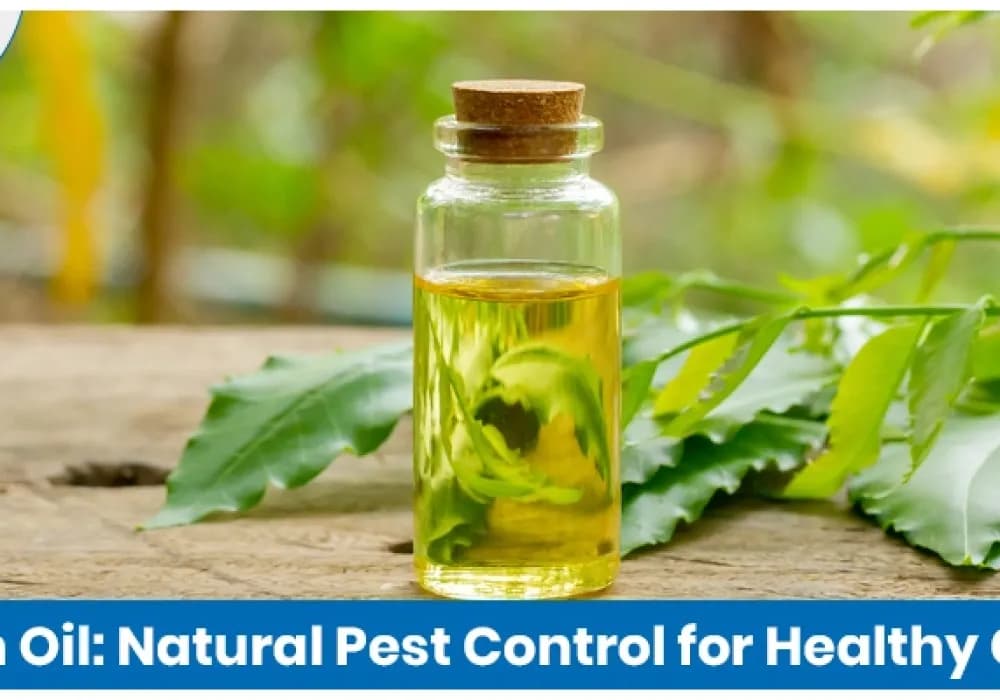 Neem Oil as Insecticide for Organic Farming