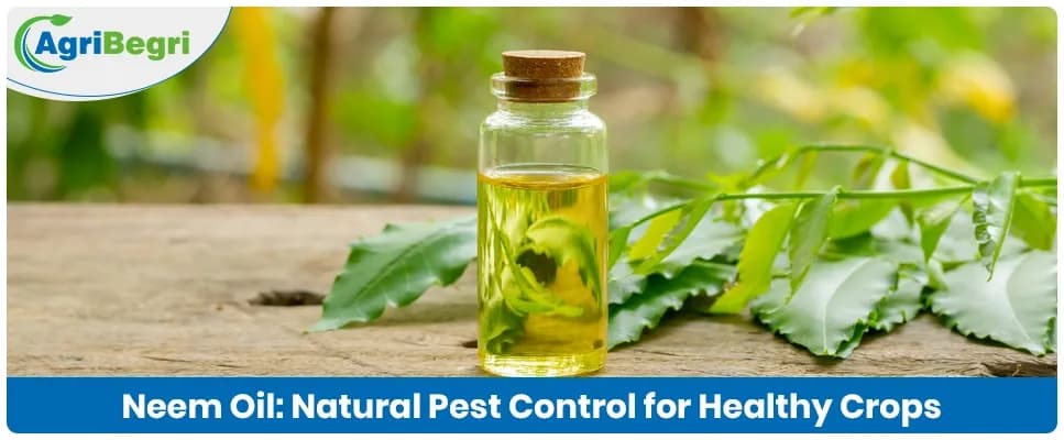 Neem Oil as Insecticide for Organic Farming