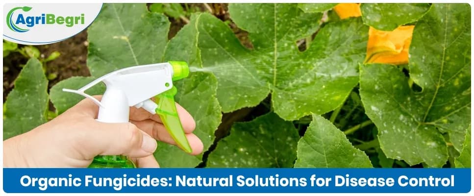 Organic Fungicides: Natural Solutions for Disease Control