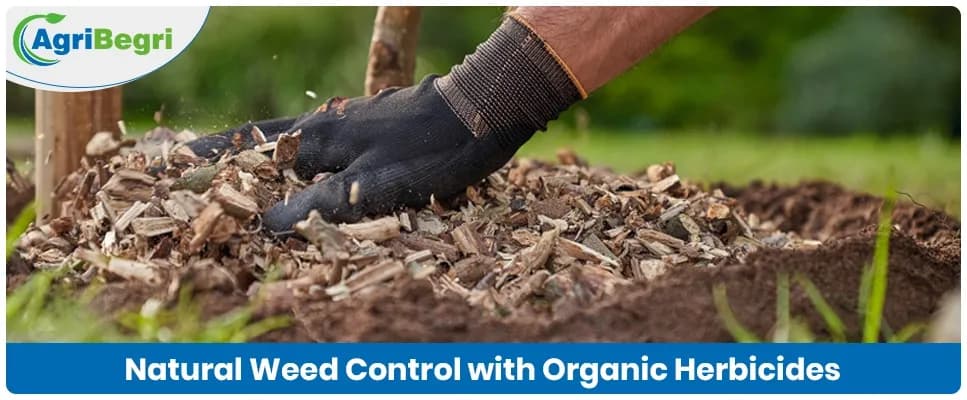 Organic Herbicides: Do Natural Weed Killers Really Work?