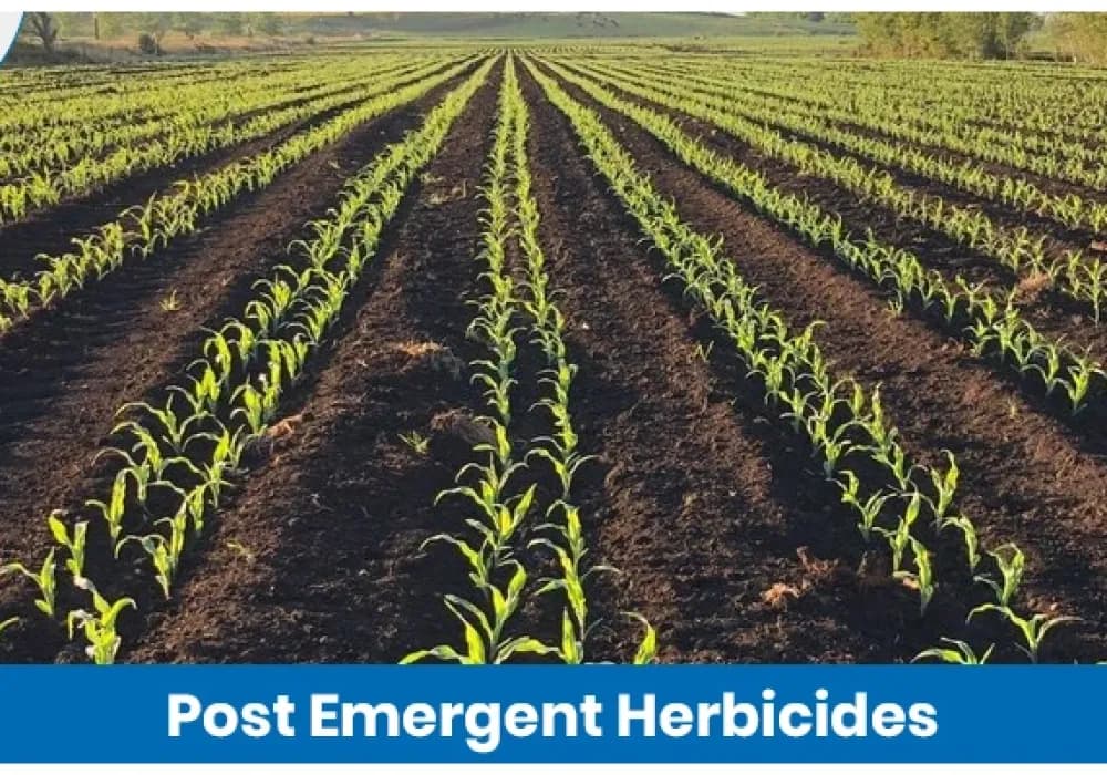 Post Emergent Herbicide Examples and Uses