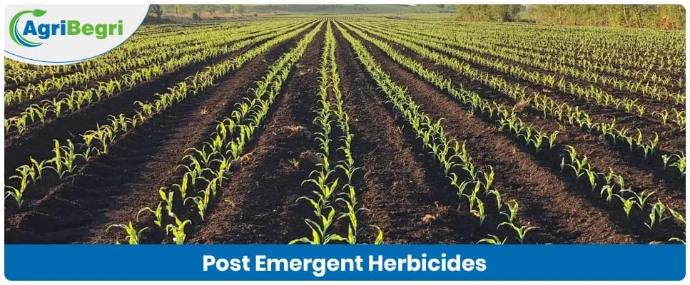Post Emergent Herbicide Examples and Uses