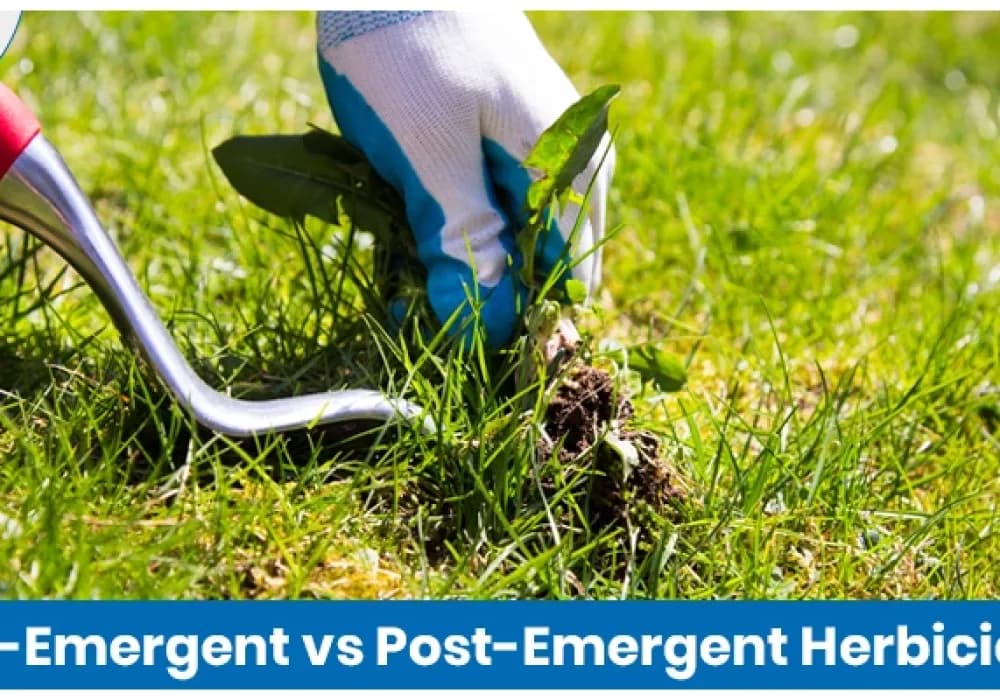Pre-Emergent vs Post-Emergent Herbicide: What’s the Difference?