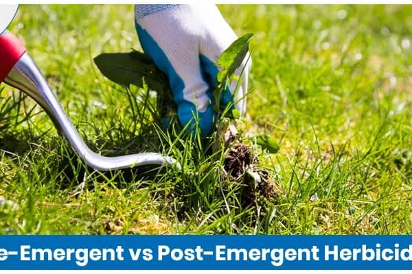 Pre-Emergent vs Post-Emergent Herbicide: What’s the Difference?
