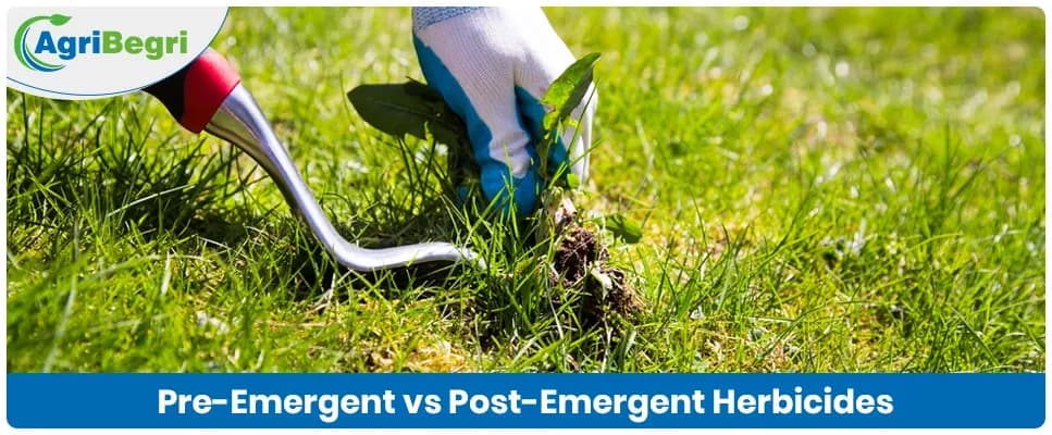 Pre-Emergent vs Post-Emergent Herbicide: What’s the Difference?
