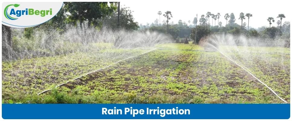 Rain Pipe Irrigation: Cost Effective Alternative to Drip
