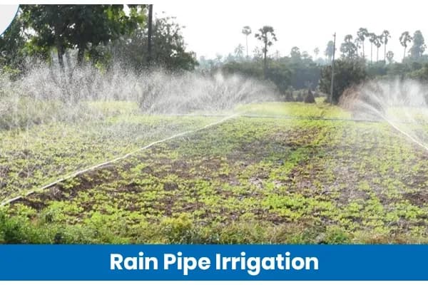 Rain Pipe Irrigation: Cost Effective Alternative to Drip