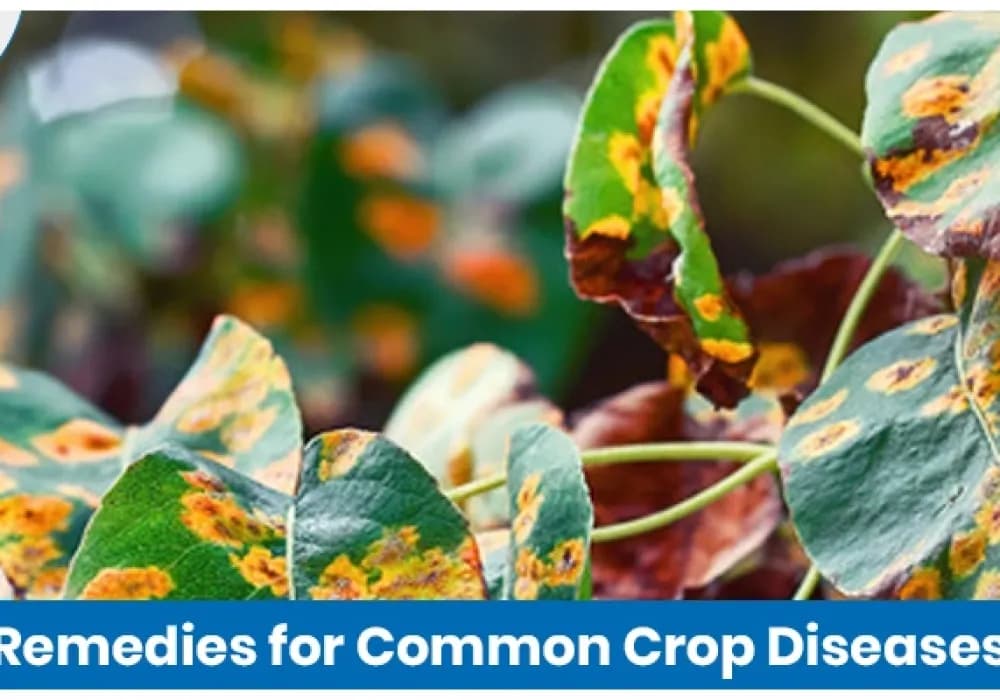 Remedies for Common Crop Diseases: What Works in Indian Fields