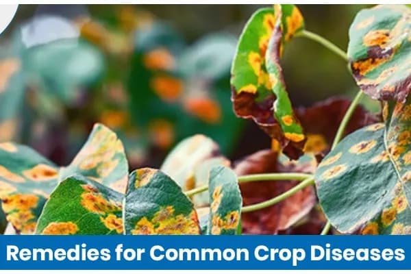 Remedies for Common Crop Diseases: What Works in Indian Fields