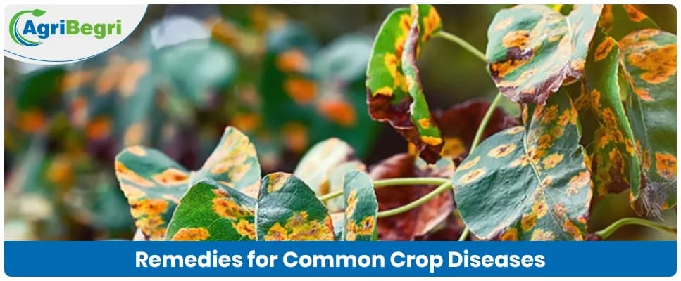 Remedies for Common Crop Diseases: What Works in Indian Fields