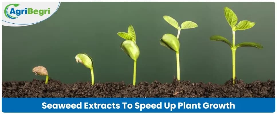 Seaweed Extract for Faster and Healthier Plant Growth