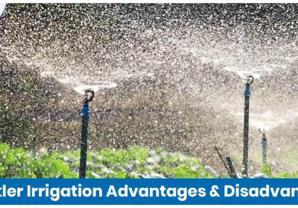 Sprinkler Irrigation: Advantages and Disadvantages Explained