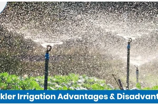 Sprinkler Irrigation: Advantages and Disadvantages Explained