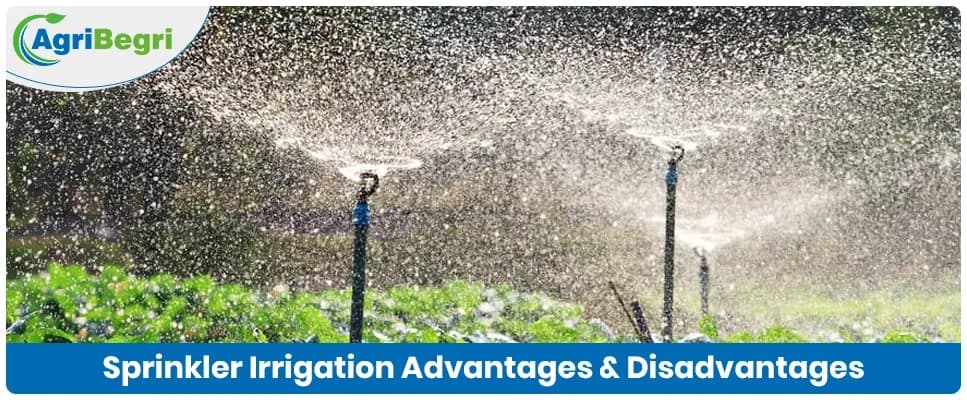 Sprinkler Irrigation: Advantages and Disadvantages Explained