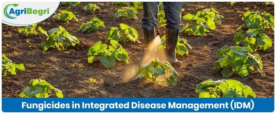 The Role of Fungicides in Integrated Disease Management (IDM)