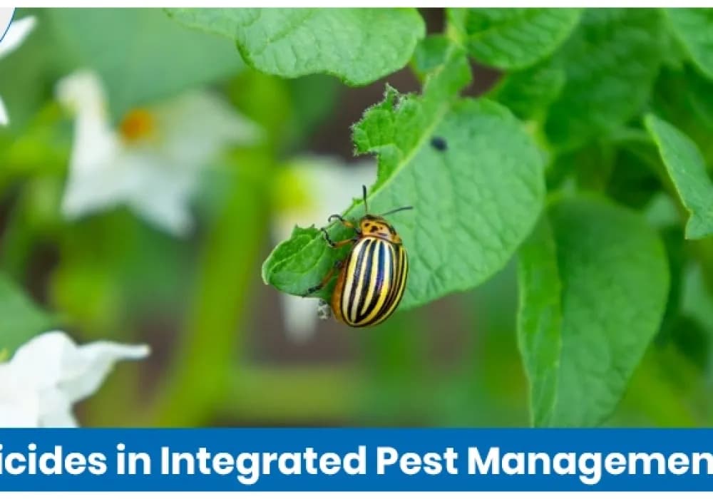 The Role of Insecticides in Integrated Pest Management (IPM)