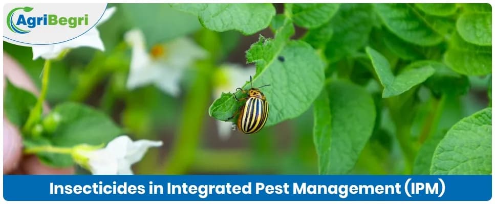The Role of Insecticides in Integrated Pest Management (IPM)