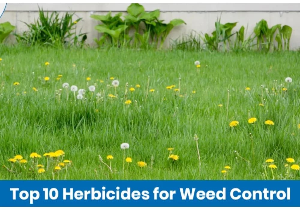 Top 10 Herbicides for Weed Control in Indian Agriculture