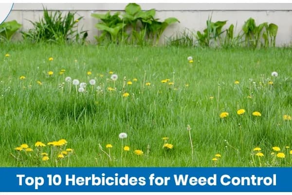 Top 10 Herbicides for Weed Control in Indian Agriculture