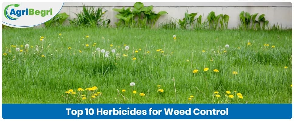 Top 10 Herbicides for Weed Control in Indian Agriculture