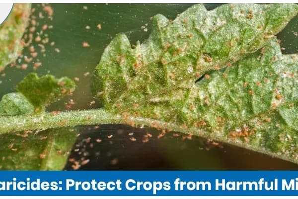 Types of Acaricides Used in Agriculture and Their Applications