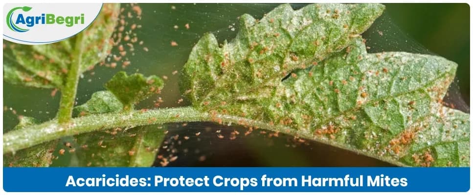 Types of Acaricides Used in Agriculture and Their Applications