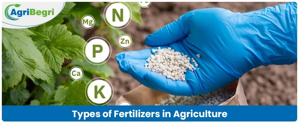 Types of Fertilizers Used in Agriculture