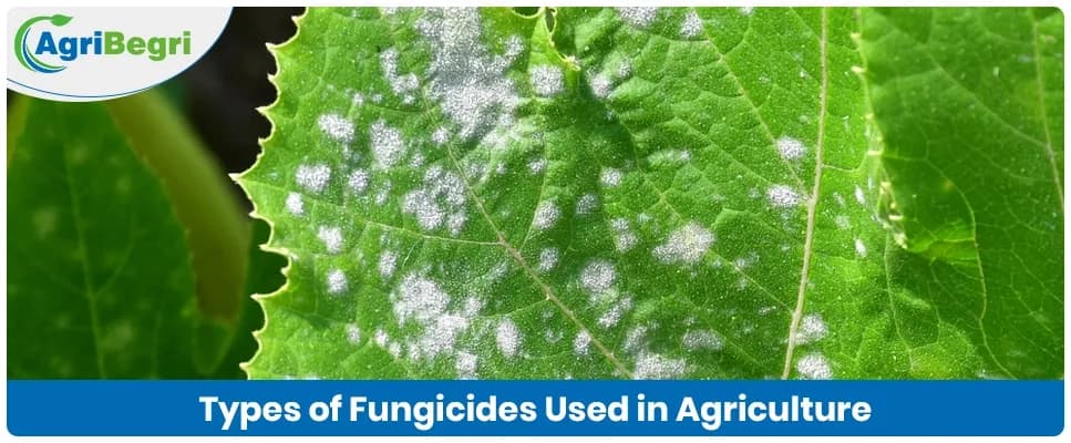 Types of Fungicides Used in Agriculture and Their Applications