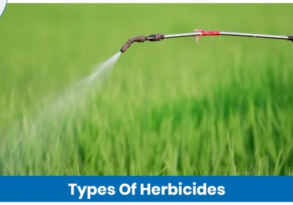 Types of Herbicides and How They Are Used in Crops