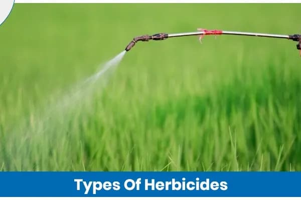 Types of Herbicides and How They Are Used in Crops