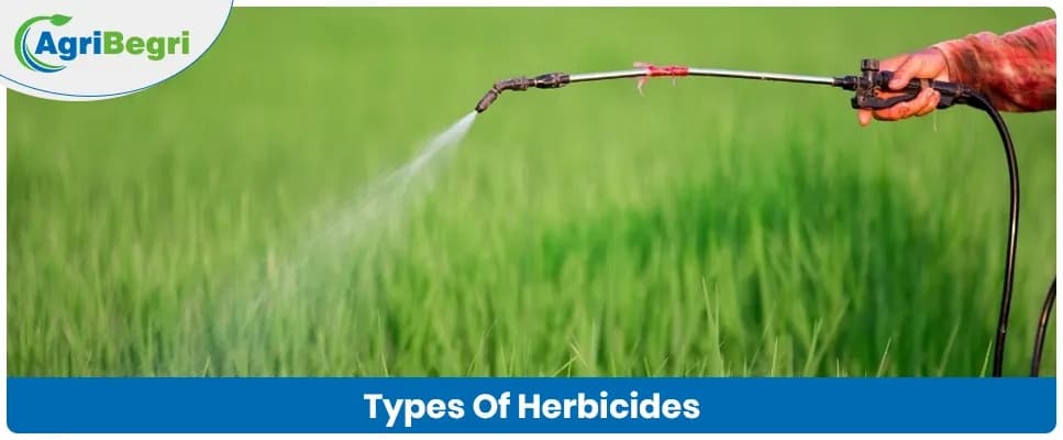 Types of Herbicides and How They Are Used in Crops