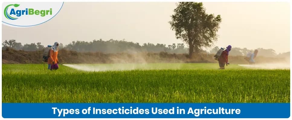 Types of Insecticides Used in Agriculture and Their Applications