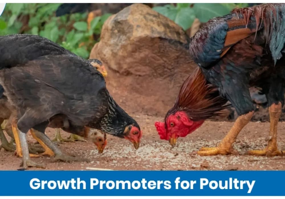 Understanding Growth Promoters for Poultry: Types, Importance, and Benefits
