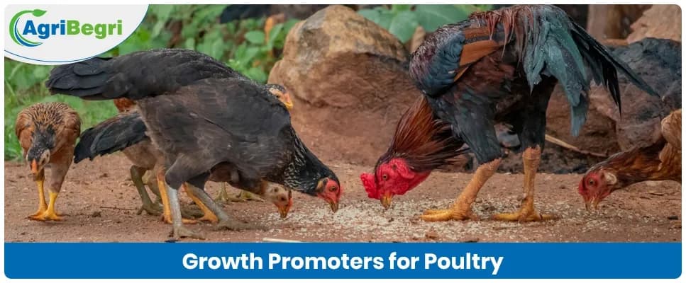 Understanding Growth Promoters for Poultry: Types, Importance, and Benefits