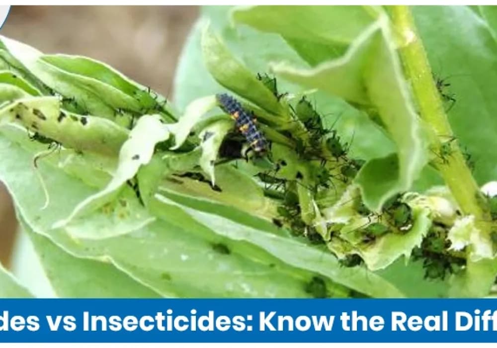 Understanding the Key Differences Between Pesticides and Insecticides