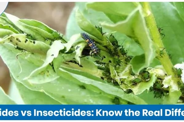 Understanding the Key Differences Between Pesticides and Insecticides