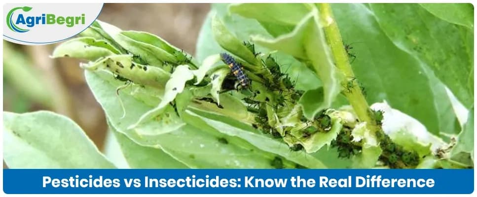 Understanding the Key Differences Between Pesticides and Insecticides