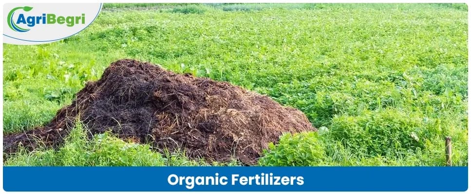 What are Organic Fertilizers for Plants? And How they Boost Soil & Crop Health?