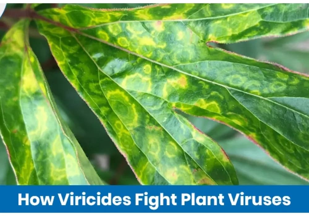 What are Viricides and How Do They Work in Organic Farming