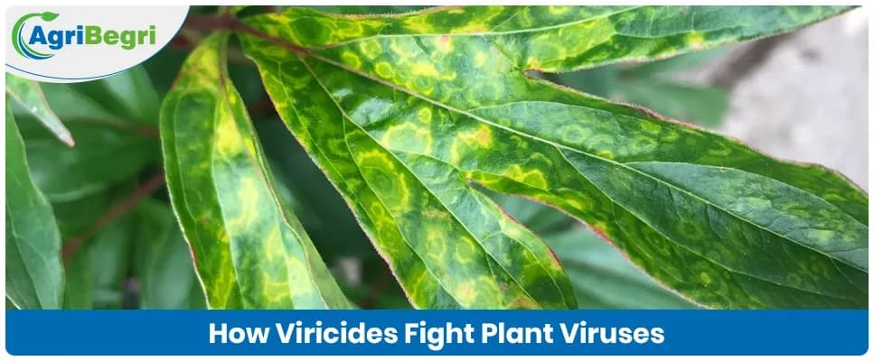 What are Viricides and How Do They Work in Organic Farming