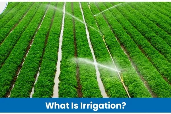 What Is Irrigation? Definition, Types & Importance in Agriculture