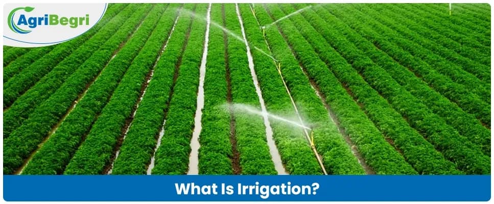 What Is Irrigation? Definition, Types & Importance in Agriculture