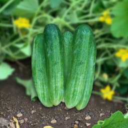 Sagar Siya F1 Hybrid Cucumber Seeds, High Yield, Light Green, Cylindrical Shape 2
