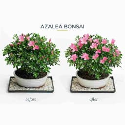 Flower Bloom Organic Flower Booster That Provides All Essential Multi Micro Nutrients And Minerals To All The Flowering Plants 3