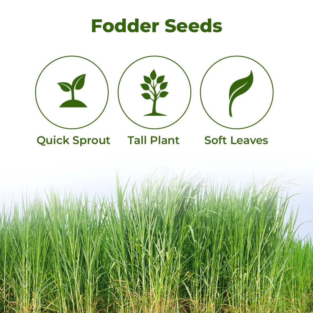 Sri Sai Forestry Sorghum Sudan Grass Fodder Seeds For Goat And Cow, Red Sudan Multi Cut Grass Seeds - Image 3