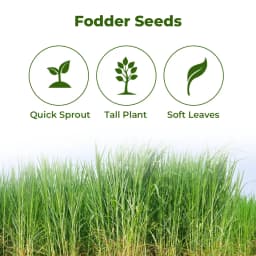 Sri Sai Forestry Sorghum Sudan Grass Fodder Seeds For Goat And Cow, Red Sudan Multi Cut Grass Seeds 3