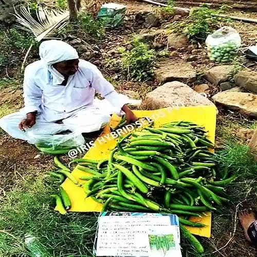 Iris Hybrid Vegetable Seeds F1 Hybrid Delta Sponge Gourd , Ghiya Ke Beej, Good Germination. - Image 2