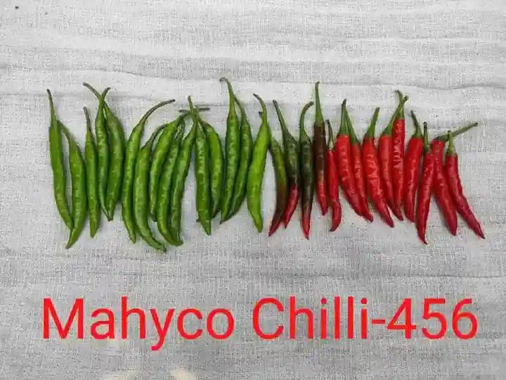 Mahyco 456 Hybrid Chilli Seeds, Mirchi Ke Beej, Vegetable Seeds, Highly Pungent