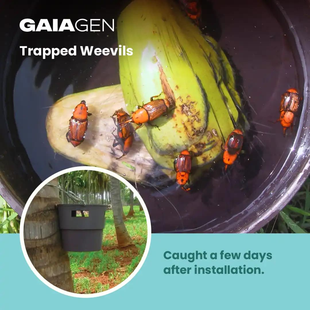 गाइएजेन आरपीडब्ल्यू फेरोमोन ल्योर और कीट बाल्टी जाल, लाल ताड़ सुंडी (राइन्कोफोरस फेरूजीनियस) के लिए, आईएमओ प्रमाणित - Image 8