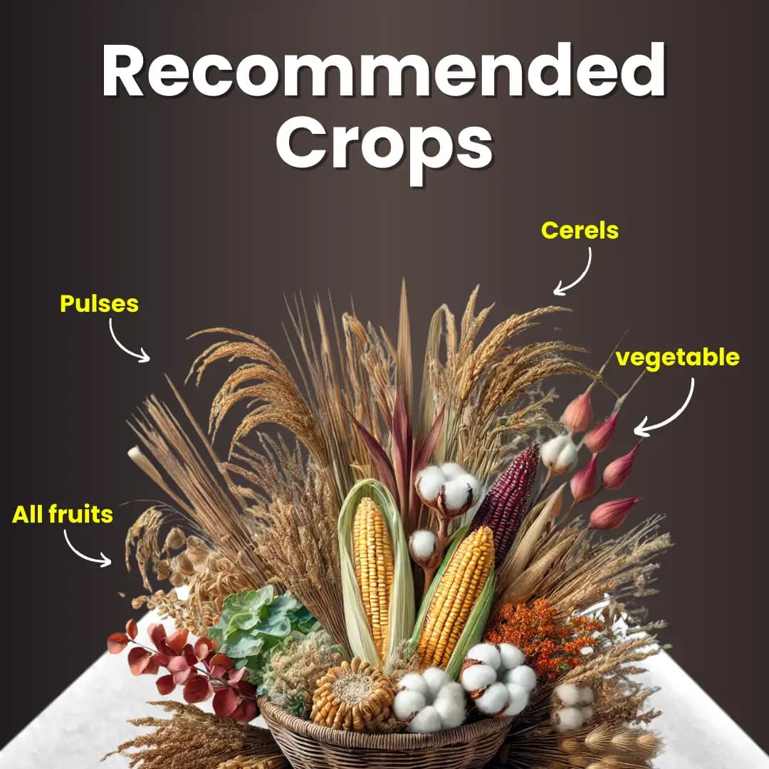 Katyayani VAM-G Vesicular Arbuscular Mycorrhiza Bio Fertilizer, Boosts Root Growth, And Improves Soil Health - Image 5
